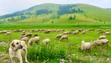Yáyla yollarında yuruyup gêlın hikayeleri kısa